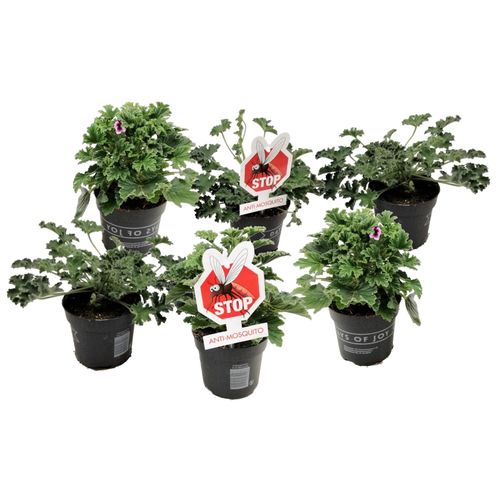 7428475967759 - Plant in a Box - Anti-Moskito-Pflanze - 6 Stk - Pelargonium - Höhe 15-25cm - Topf 11cm