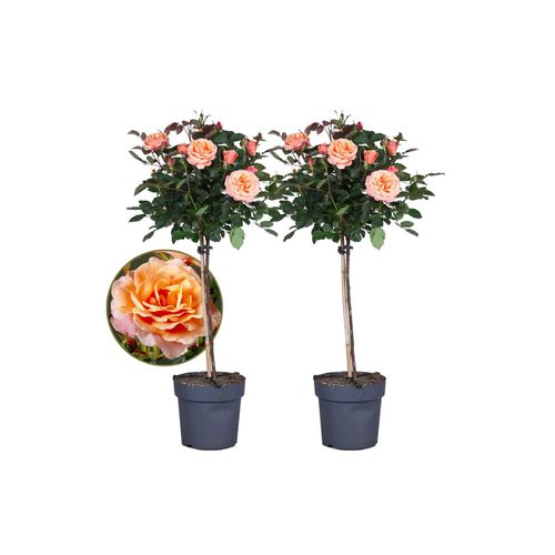 6097223986949 - Plant in a Box - Stängelrosen - 2 Stk - Rosa palace Catherine - Höhe 80-100cm - Topf 19cm 6097223986949 - Plant in a Box - Stängelrosen - 2 Stk - Rosa palace Catherine - Höhe 80-100cm - Topf 19cm