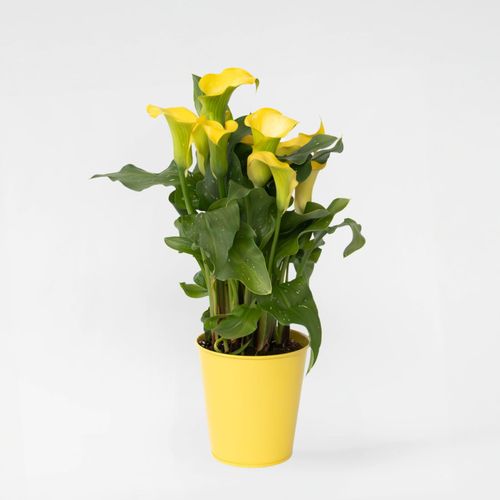 8721278901845 - Plant in a Box - Calla ara - Zantedeschia - Gelb - Höhe 30-40cm - Topf 12cm