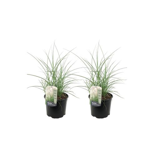 7428472924359 - Plant in a Box - Chinaschilf Zebrinus - 2 Stk - Miscanthus Silberspinne - Höhe 20-30cm - Topf 23cm