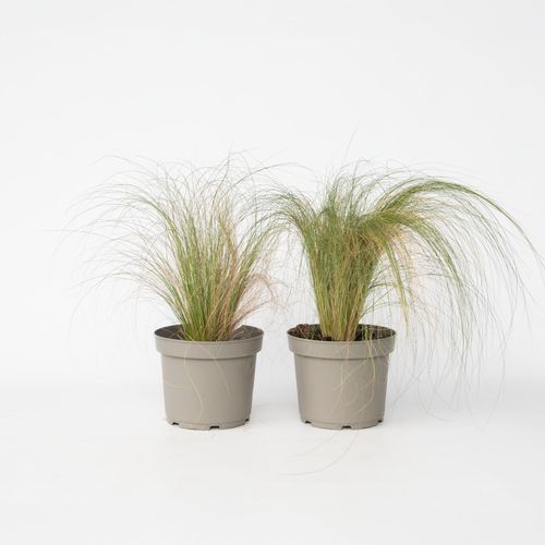 8721278900855 - Plant in a Box - Federgras - 2 Stück - Pennisetum Stipa - Höhe 40-60cm - Topf 23cm
