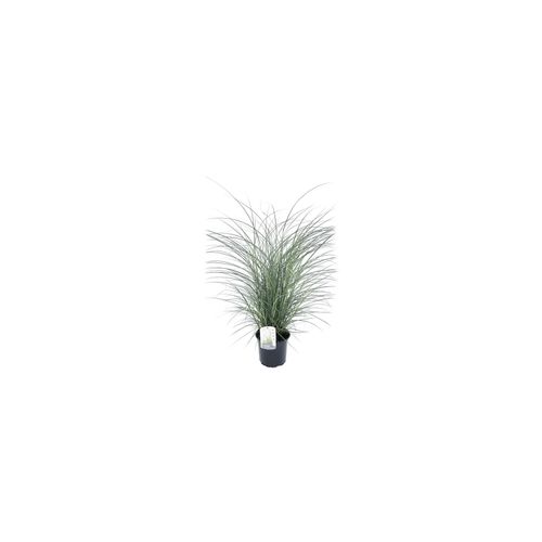 7428479541375 - Plant in a Box - Chinaschilf Zebrinus - Miscanthus Kleine Silberspinne - Höhe 20-30cm - Topf 23cm 7428479541375 - Plant in a Box - Chinaschilf Zebrinus - Miscanthus Kleine Silberspinne - Höhe 20-30cm - Topf 23cm