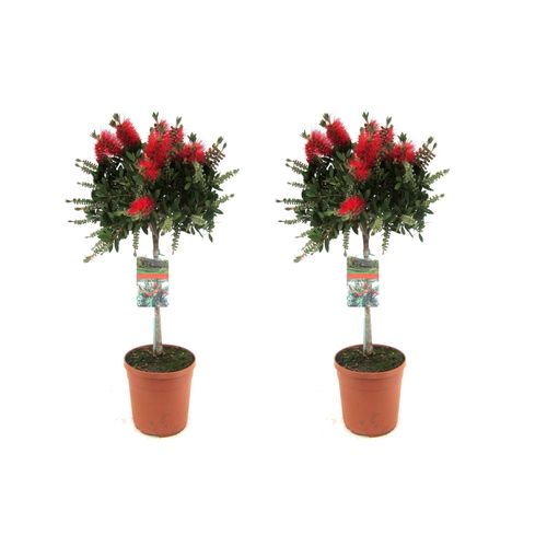 7428471896015 - Plant in a Box - Zylinderputzer - 2 Stk - Callistemon citrinus Splendens - Höhe 90-110cm - Topf 21cm 7428471896015 - Plant in a Box - Zylinderputzer - 2 Stk - Callistemon citrinus Splendens - Höhe 90-110cm - Topf 21cm