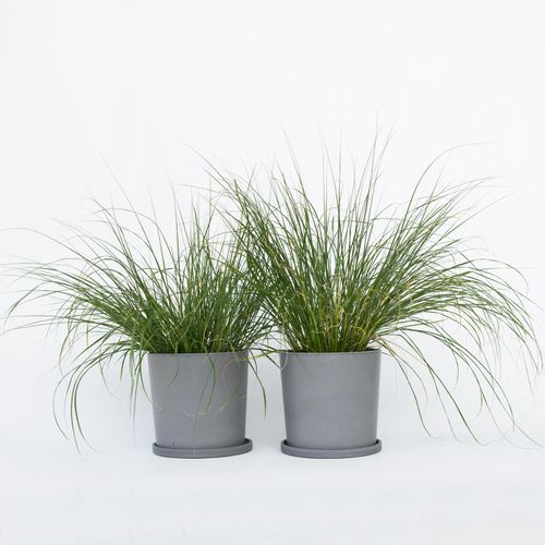 7428477551574 - Plant in a Box - Lampenputzergras - 2 Stk - Pennisetum Hameln - Höhe 20-30cm - Topf 23cm 7428477551574 - Plant in a Box - Lampenputzergras - 2 Stk - Pennisetum Hameln - Höhe 20-30cm - Topf 23cm