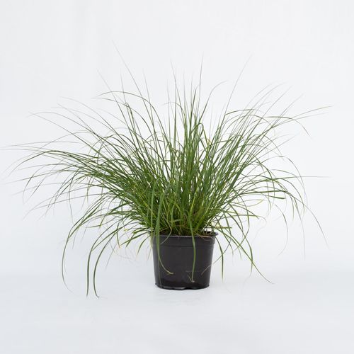 7428471769623 - Plant in a Box - Lampenputzergras - Pennisetum alopecuroides Hameln - Höhe 20-30cm - Topf 23cm 7428471769623 - Plant in a Box - Lampenputzergras - Pennisetum alopecuroides Hameln - Höhe 20-30cm - Topf 23cm