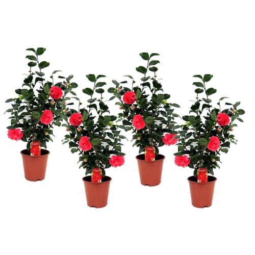 7428476992224 - Plant in a Box - Japanische Rose - 4 Stk - Camellia japonica Lady Campbell - Höhe 60-70cm - Topf 19cm
