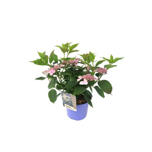 6097251894803 - Plant in a Box - Hortensie - Hydrangea serrata Magic Pillow - Höhe 25-40cm - Topf 19cm 6097251894803 - Plant in a Box - Hortensie - Hydrangea serrata Magic Pillow - Höhe 25-40cm - Topf 19cm