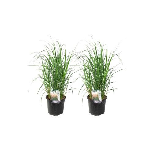6097230883873 - Plant in a Box - Fingergras - 2 Stk - Panicum virgatum Heavy Metal - Höhe 40-60cm - Topf 23cm