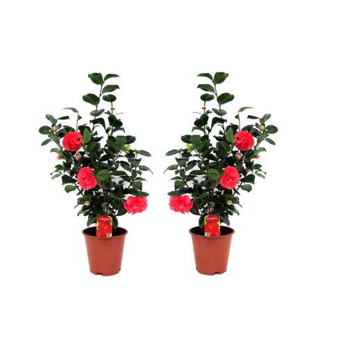 7442924140159 - Plant in a Box - Japanische Rose - 2 Stk - Camellia japonica Lady Campbell - Höhe 60-70cm - Topf 19cm 7442924140159 - Plant in a Box - Japanische Rose - 2 Stk - Camellia japonica Lady Campbell - Höhe 60-70cm - Topf 19cm