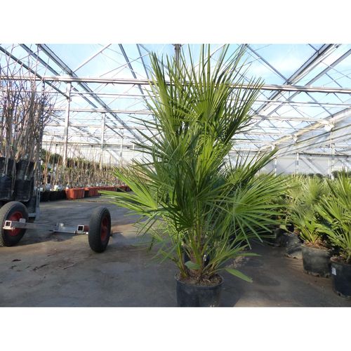 4251740102394 - Palme130-140 cm Zwergpalme Chamaerops Humilis winterhart bis -12°C
