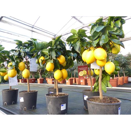 4251740124662 - beste Sorte Bonsai Meyer Meyerii Zitrone echter Zitronenbaum 60 - 70 cm Citrus Limon Zitruspflanze 4251740124662 - beste Sorte Bonsai Meyer Meyerii Zitrone echter Zitronenbaum 60 - 70 cm Citrus Limon Zitruspflanze