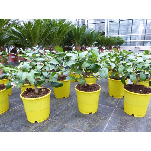 4251740123818 - BONSAI Meyer Meyerii Zitrone echter Zitronenbaum 30 cm Citrus Limon Zitruspflanze 4251740123818 - BONSAI Meyer Meyerii Zitrone echter Zitronenbaum 30 cm Citrus Limon Zitruspflanze
