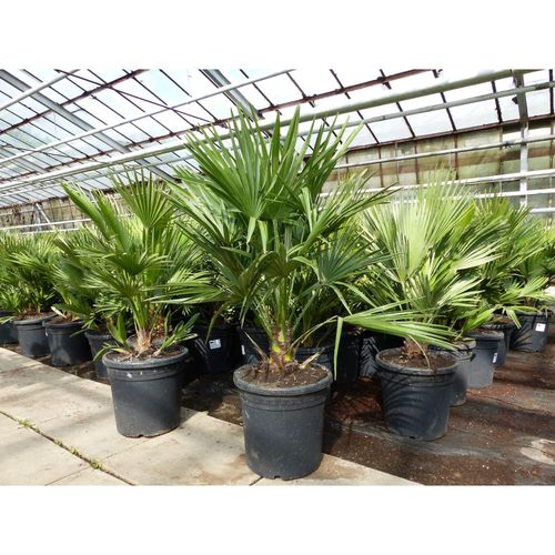 4251740123849 - Palme Vulcano 70 cm Zwergpalme Chamaerops Humilis winterhart bis -12°C