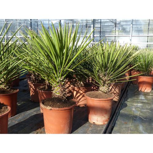 4251740124013 - Yucca-Filamentosa 60 - 70cm Palmlilie Asparagaceae Feralds Yucca Winterhart -28 °C 4251740124013 - Yucca-Filamentosa 60 - 70cm Palmlilie Asparagaceae Feralds Yucca Winterhart -28 °C