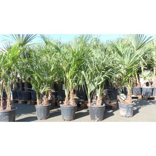 4251740124136 - Trachycarpus fortunei Gruppe 150 - 170 cm Palme Hanfpalme winterhart bis -18°C