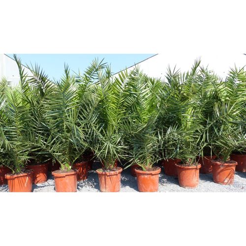 4251740124167 - 4 Stück Palme XXL 190 - 230 cm Phoenix canariensis kanarische Dattelpalme 4251740124167 - 4 Stück Palme XXL 190 - 230 cm Phoenix canariensis kanarische Dattelpalme
