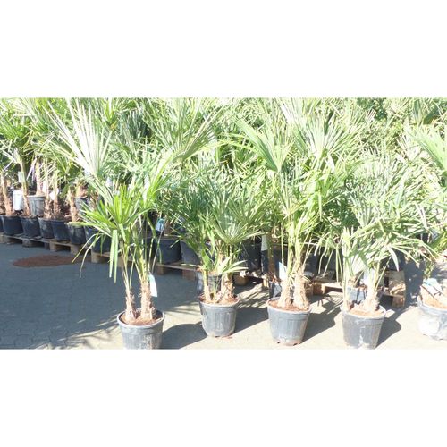 4251740124129 - Trachycarpus fortunei Gruppe 120 - 150 cm Palme Hanfpalme winterhart bis -18°C