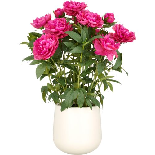 4064118325642 - Kunstpflanze CREATIV GREEN Peonie pink (fuchsia) H80cm Kunststoff Kunstpflanzen im eleganten Topf 4064118325642 - Kunstpflanze CREATIV GREEN Peonie pink (fuchsia) H80cm Kunststoff Kunstpflanzen im eleganten Topf