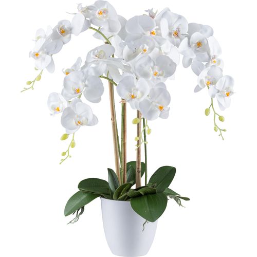 4064118241126 - Kunstorchidee CREATIV GREEN Orchidee Phalaenopsis weiß H62cm Kunststoff Kunstpflanzen mit real-touch-Blüten 4064118241126 - Kunstorchidee CREATIV GREEN Orchidee Phalaenopsis weiß H62cm Kunststoff Kunstpflanzen mit real-touch-Blüten