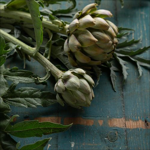 4019449519628 - Glasbild ARTICHOKE I 4019449519628 - Glasbild ARTICHOKE I