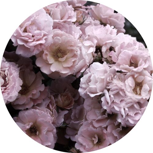 4019449452185 - PRO ART Glasbild PEONIES III (D 30 cm) D 30 cm bunt Acrylglasbild 4019449452185 - PRO ART Glasbild PEONIES III (D 30 cm) D 30 cm bunt Acrylglasbild