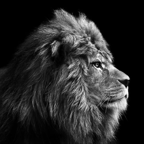 4019449460203 - PRO ART Keilrahmenbild GREY LION HEAD (BHT 27x27x2 cm) BHT 27x27x2 cm bunt 4019449460203 - PRO ART Keilrahmenbild GREY LION HEAD (BHT 27x27x2 cm) BHT 27x27x2 cm bunt