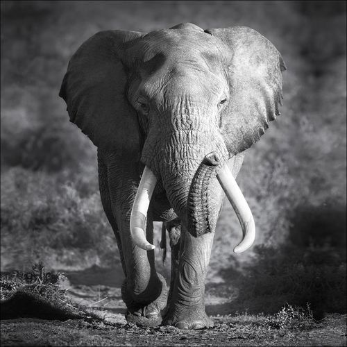 4019449460210 - PRO ART Keilrahmenbild ELEPHANT HEAD (BHT 27x27x2 cm) BHT 27x27x2 cm bunt 4019449460210 - PRO ART Keilrahmenbild ELEPHANT HEAD (BHT 27x27x2 cm) BHT 27x27x2 cm bunt