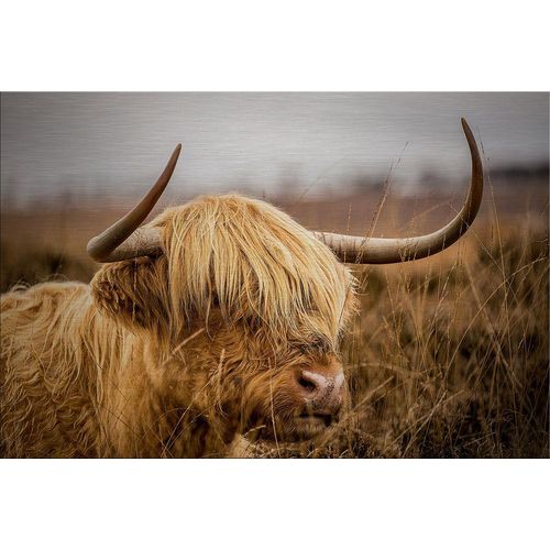 4250133652119 - Alu-Dibond BULL BOUQUET (BHT 120x80x3 cm) BHT 120x80x3 cm braun