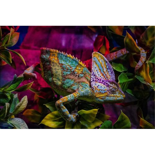 4250133652188 - Alu-Dibond CHAMÄLEON (BHT 120x80x3 cm) BHT 120x80x3 cm bunt