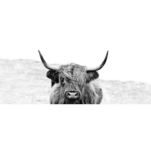 4019449462566 - PRO ART Glasbild HIGHLAND CATTLE (BHT 80x30x130 cm) BHT 80x30x130 cm bunt Acrylglasbild 4019449462566 - PRO ART Glasbild HIGHLAND CATTLE (BHT 80x30x130 cm) BHT 80x30x130 cm bunt Acrylglasbild
