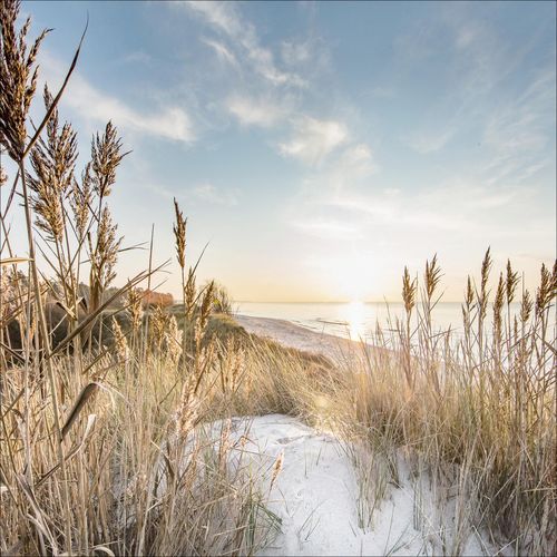 4019449469343 - Glasbild WILDER STRAND III (BHT 20x20x130 cm) PRO ART 4019449469343 - Glasbild WILDER STRAND III (BHT 20x20x130 cm) PRO ART