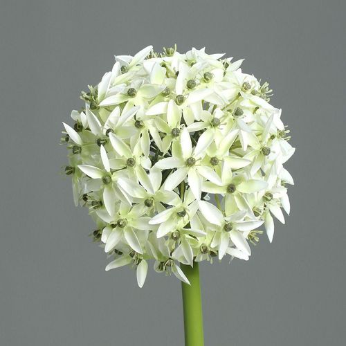 4027234370767 - Kunstblume Allium (DH 19x70 cm) DH 19x70 cm weiß Pflanze Kunstpflanze Zimmerpflanze