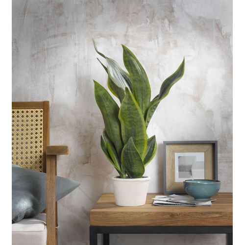 4041104082420 - casa NOVA Kunstpflanze SANSEVERIA (BHT 22x50x22 cm) BHT 22x50x22 cm grün Pflanze Kunstblume Zimmerpflanze 4041104082420 - casa NOVA Kunstpflanze SANSEVERIA (BHT 22x50x22 cm) BHT 22x50x22 cm grün Pflanze Kunstblume Zimmerpflanze