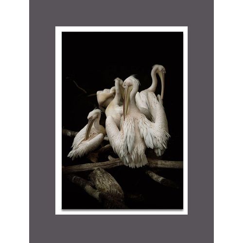 4062026302656 - WIEDEMANN Aludibondbild PELIKANE (BH 50x65 cm) BH 50x65 cm bunt Alubild Metallbild 4062026302656 - WIEDEMANN Aludibondbild PELIKANE (BH 50x65 cm) BH 50x65 cm bunt Alubild Metallbild