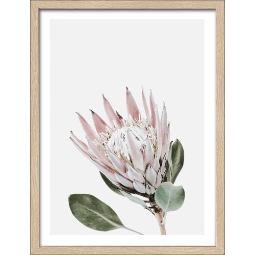 4019449490934 - PRO ART Gerahmtes Bild KING PROTEA (BHT 3250x4250x2 cm) BHT 3250x4250x2 cm bunt