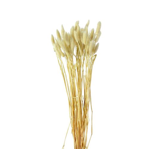 4030673502835 - Kunstpflanze Samtgras (H 50 cm) 4030673502835 - Kunstpflanze Samtgras (H 50 cm)