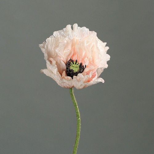 4027234881454 - Kunstblume MOHN (H 60 cm) 4027234881454 - Kunstblume MOHN (H 60 cm)