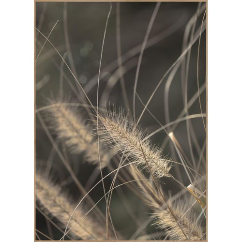 5708443868465 - Posterboard MELLOW GRASSES 2 (BH 50x70 cm) BH 50x70 cm bunt 5708443868465 - Posterboard MELLOW GRASSES 2 (BH 50x70 cm) BH 50x70 cm bunt