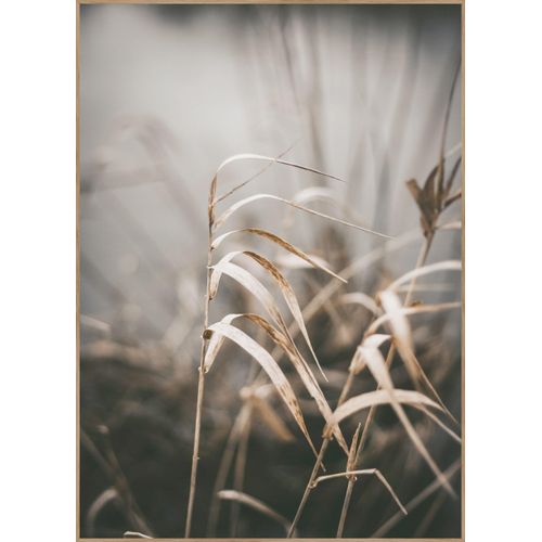 5708443833623 - Posterboard REED 2 (BH 50x70 cm) BH 50x70 cm bunt