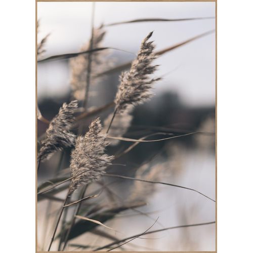 5708443868588 - Posterboard MELLOW GRASSES 3 (BH 50x70 cm) BH 50x70 cm bunt 5708443868588 - Posterboard MELLOW GRASSES 3 (BH 50x70 cm) BH 50x70 cm bunt