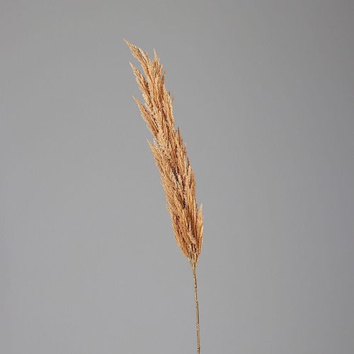4027234946337 - Kunstpflanze PAMPASWEDEL (H 156 cm) 4027234946337 - Kunstpflanze PAMPASWEDEL (H 156 cm)