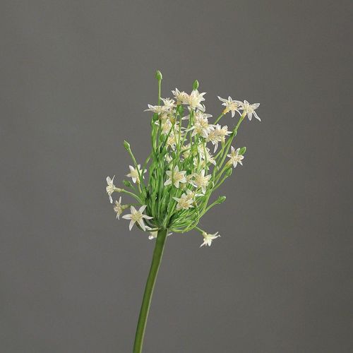 4027234881553 - Kunstblume Allium (H 70 cm) H 70 cm beige Pflanze Kunstpflanze Zimmerpflanze