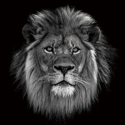 4050743061123 - Glasbild KÖNIG DER LÖWERN (LBH 100x100x40 cm) 4050743061123 - Glasbild KÖNIG DER LÖWERN (LBH 100x100x40 cm)