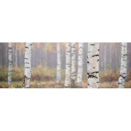 4250711867003 - Decopanel BIRKENWALD (BH 150x52 cm) BH 150x52 cm grau