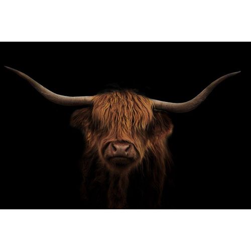 4050743068016 - Glasbild HOCHLAND RIND (BHT 120x80x40 cm) BHT 120x80x40 cm schwarz Acrylglasbild