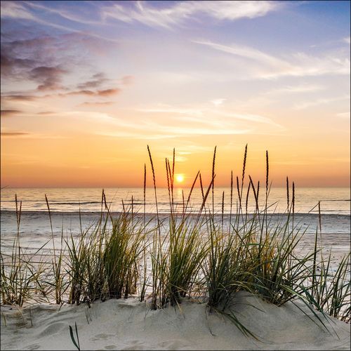 4019449396939 - PRO ART Glasbild LONELY DUNE (LB 30x30 cm) LB 30x30 cm bunt Acrylglasbild 4019449396939 - PRO ART Glasbild LONELY DUNE (LB 30x30 cm) LB 30x30 cm bunt Acrylglasbild