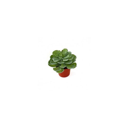7613132157318 - Botanic-Haus Kunstblume »Echeveria Setosa 16 cm«
