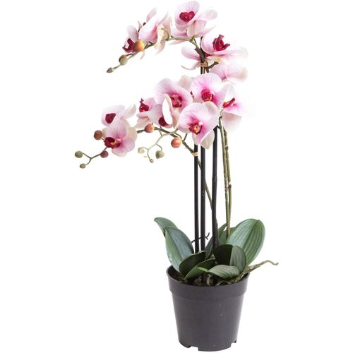 8505455134376 - Kunstorchidee »Orchidee Bora« Orchidee Botanic-Haus Höhe 60 cm weiß 8505455134376 - Kunstorchidee »Orchidee Bora« Orchidee Botanic-Haus Höhe 60 cm weiß