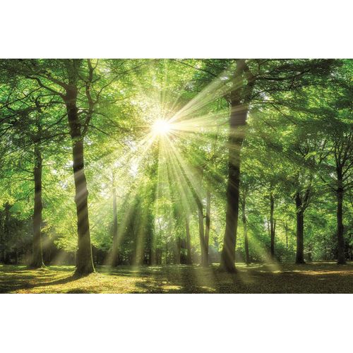 4032295092220 - Leinwandbild BÖNNINGHOFF farbe rahmen kein rahmen farbe bild(er) grün braun gelb B90cm H60cm T18cm Canvas MDF Bilder BxH 90x60 cm 4032295092220 - Leinwandbild BÖNNINGHOFF farbe rahmen kein rahmen farbe bild(er) grün braun gelb B90cm H60cm T18cm Canvas MDF Bilder BxH 90x60 cm