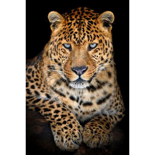 4050743077575 - Acrylglasbild LEO 4050743077575 - Acrylglasbild LEO